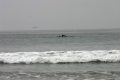 Dolphins Playing